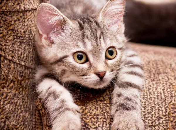 Graue Katze auf dem Sofa — Stockfoto