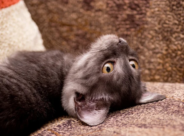 Gato gris en un sofá — Foto de Stock