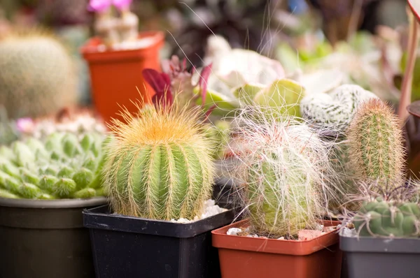 Cactus in een kwekerij — Stockfoto