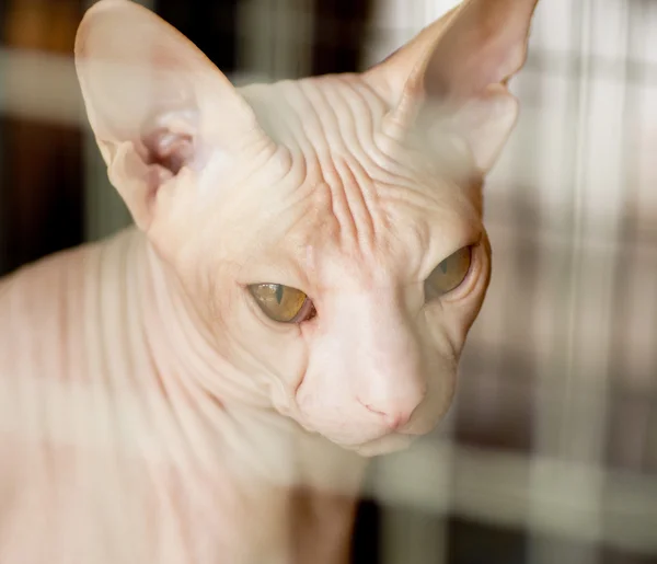 Sphynx kitten — Stock Photo, Image