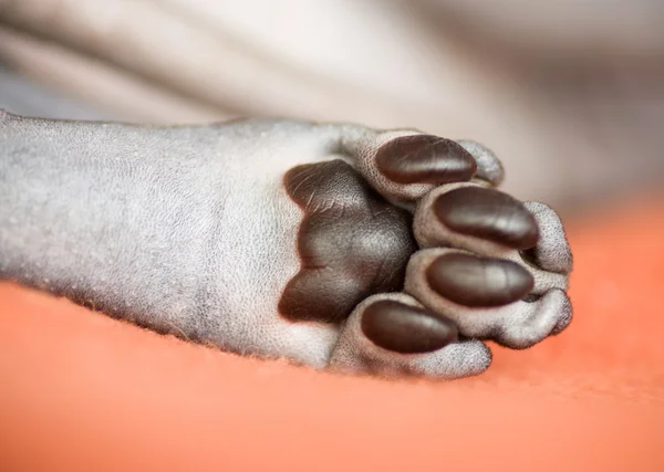 スフィンクスの足 — ストック写真