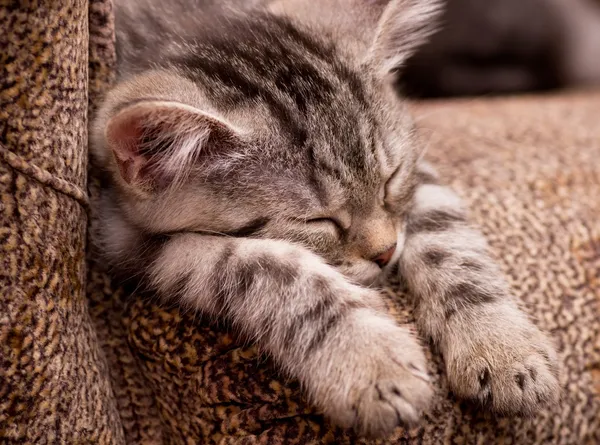 Gato gris en un sofá —  Fotos de Stock