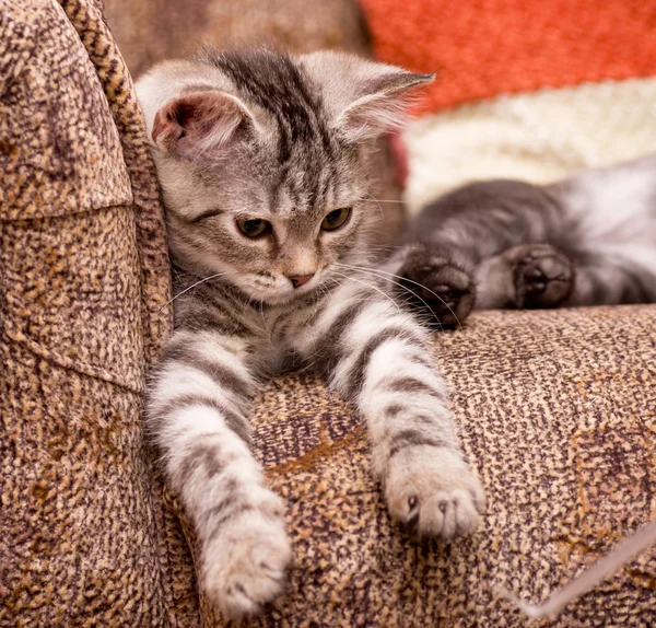 Graue Katze auf dem Sofa — Stockfoto