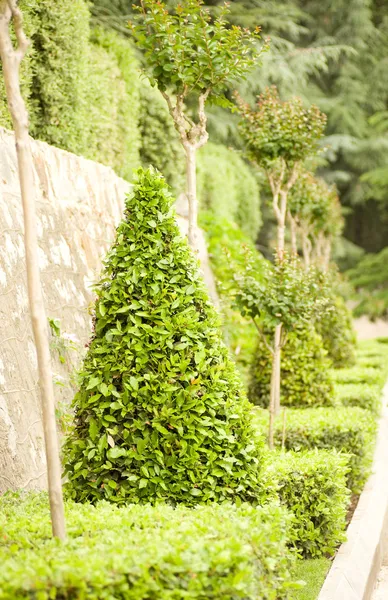 Garden with cypress trees — Stock Photo, Image