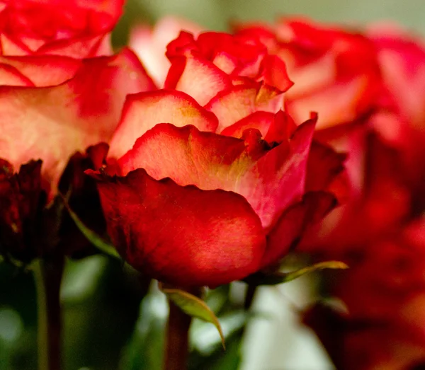 Hermosas rosas rojas —  Fotos de Stock