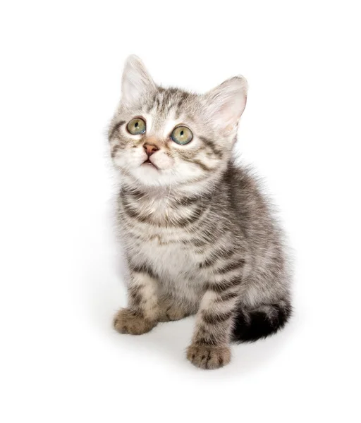 Grijze kitten — Stockfoto