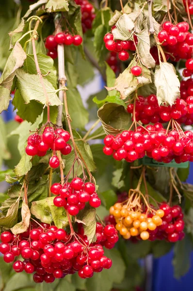 Arrow wood red berries closeup — Stock Photo, Image
