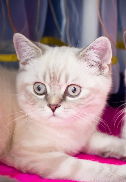 Gray kitten — Stock Photo, Image