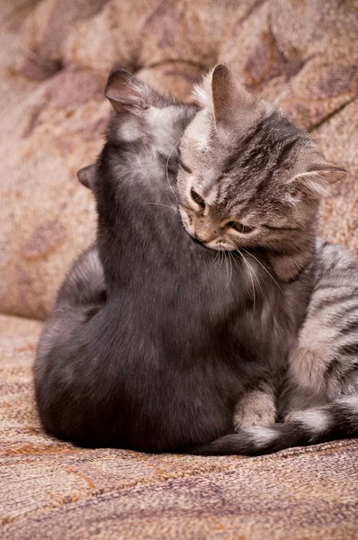 Gray cats — Stock Photo, Image