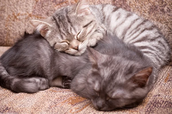 Gray cats — Stock Photo, Image