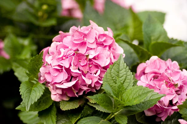 Garden Flowers — Stock Photo, Image