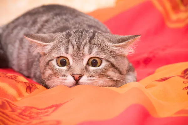 Roztomilý kočka relaxuje a sny na posteli — Stock fotografie