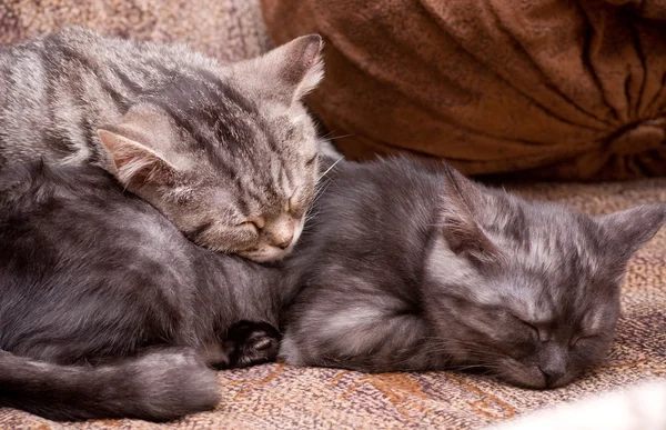 Hermosos gatos jóvenes escoceses — Foto de Stock