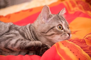 güzel İskoç genç kedi