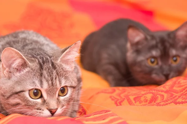 Hermosos gatos jóvenes escoceses — Foto de Stock