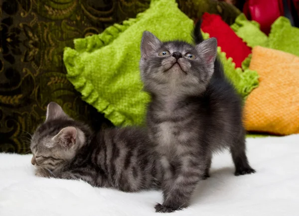 Hermosos gatos jóvenes escoceses — Foto de Stock