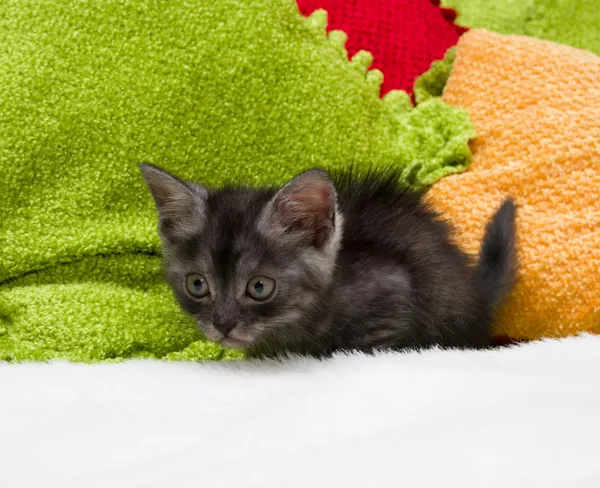 Prachtige Schotse jonge kat — Stockfoto