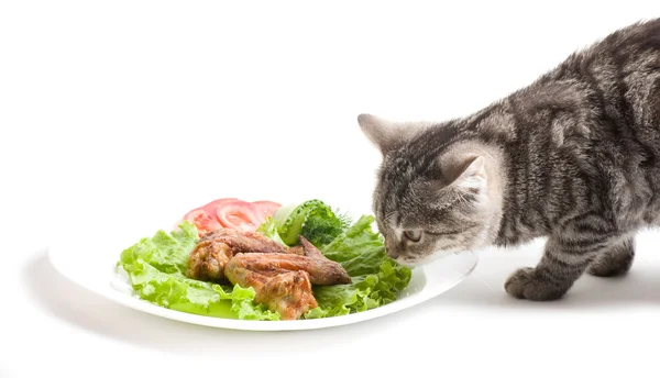 Krásné skotské mladá kočka jíst kuřecí křídla — Stock fotografie