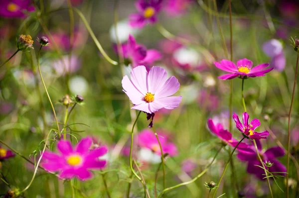 Kosmos bloemen in bloei — Stockfoto