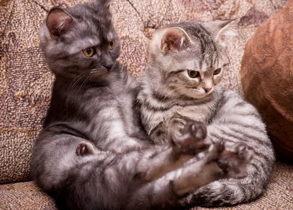 Hermosos gatos jóvenes escoceses — Foto de Stock