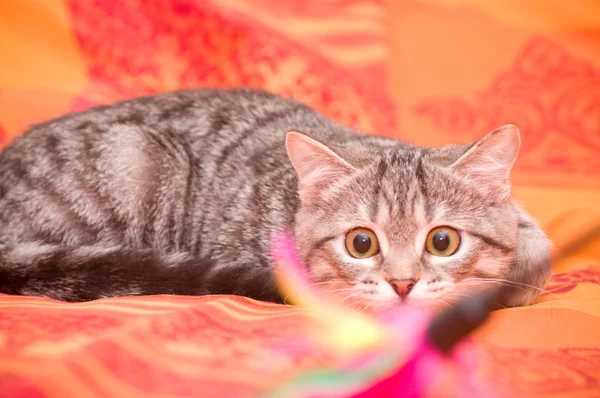 Schöne schottische junge Katze — Stockfoto