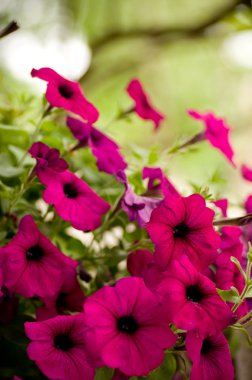 kırmızı çiçekler