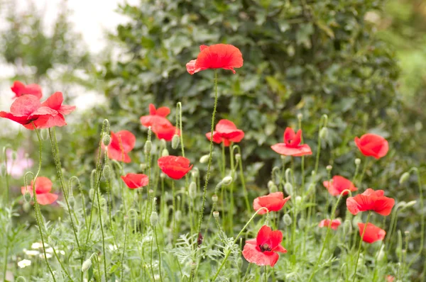 Red poppies