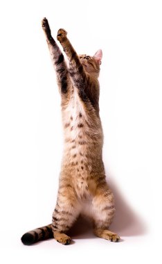 güzel genç kedi beyaz zemin üzerine