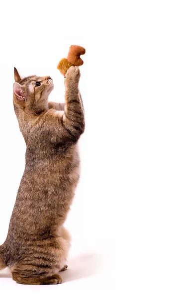 Bello giovane gatto su sfondo bianco — Foto Stock