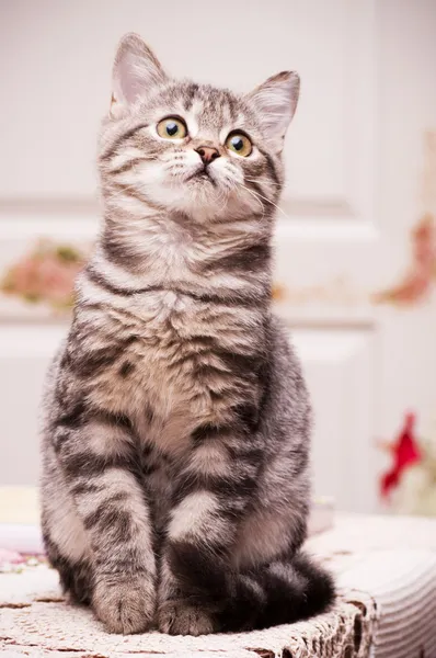 Beautiful Scottish young cat — Stock Photo, Image