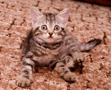 güzel İskoç genç kedi