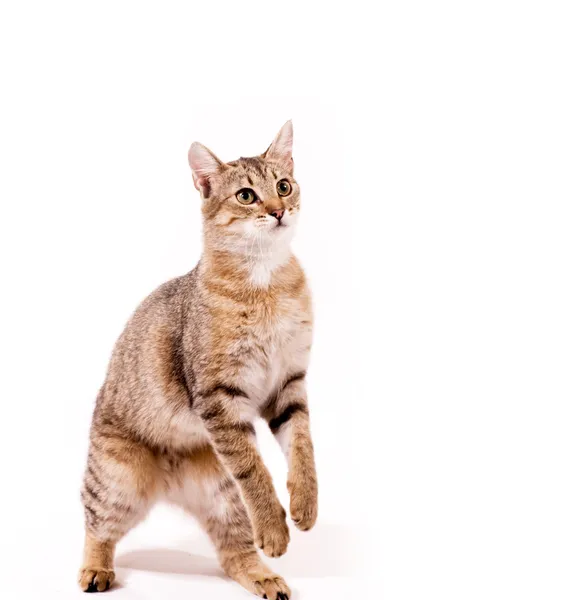 Schöne junge Katze auf weißem Hintergrund — Stockfoto