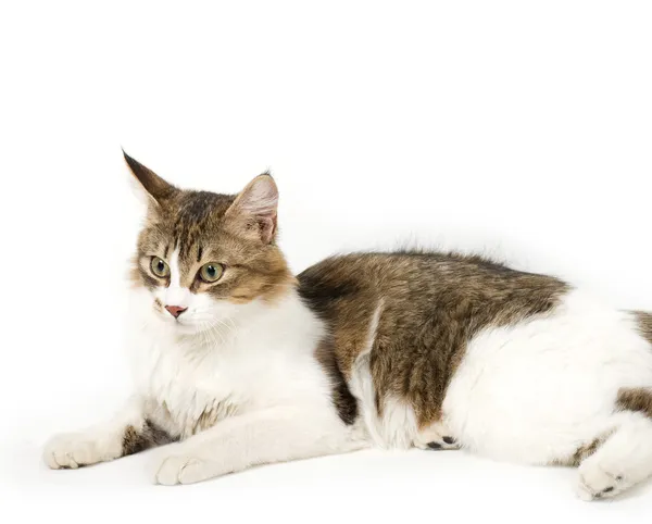 白い背景の上の美しい若い猫 — ストック写真