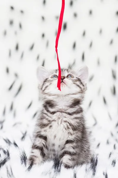 Hermoso gato joven escocés — Foto de Stock