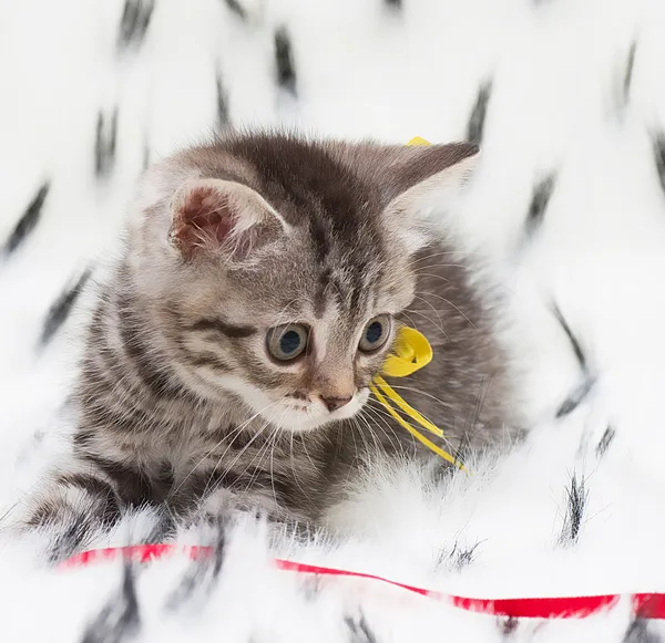 Hermoso gato joven escocés — Foto de Stock