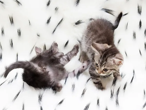 Dos lindos gatos — Foto de Stock