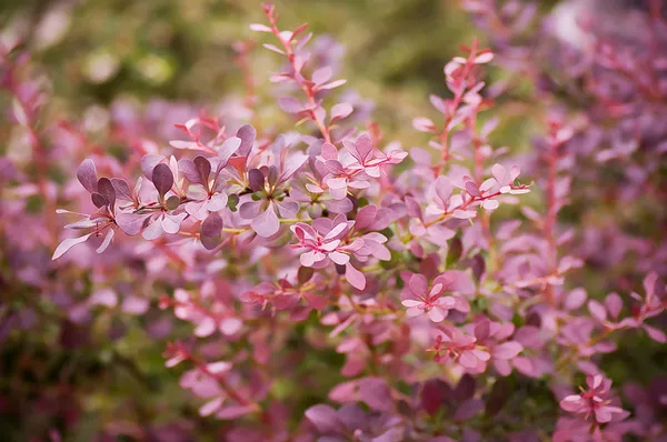 Güzel pembe çiçekler — Stok fotoğraf