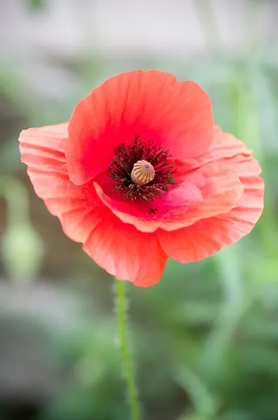 Flor de papoila — Fotografia de Stock