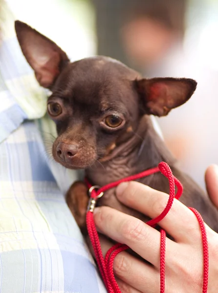 人間の手でかわいい子犬 — ストック写真