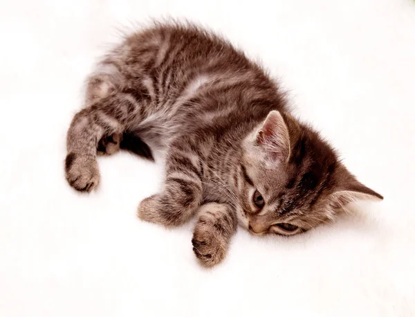 Grijze kitten — Stockfoto