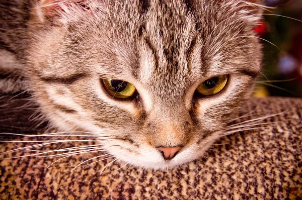 Portrét šedá kočka — Stock fotografie
