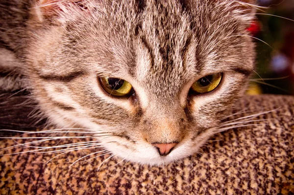 Portrait of grey cat — Stock Photo, Image