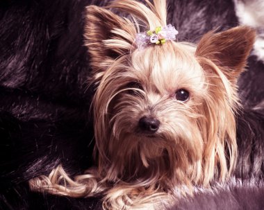 Yavru Yorkshire Teriyeri