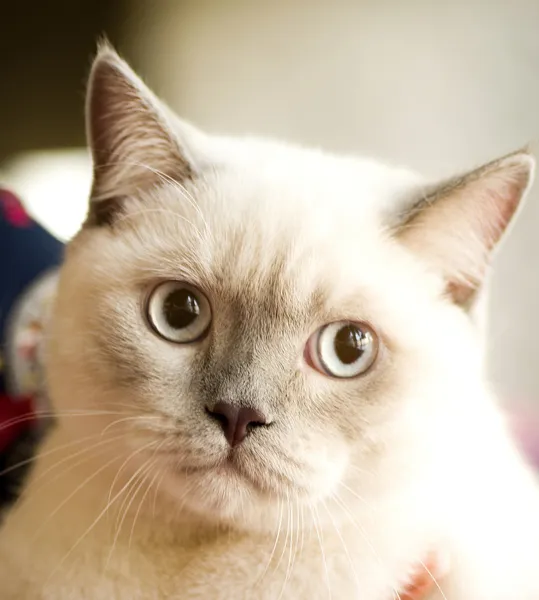 Pequeño gatito blanco divertido —  Fotos de Stock