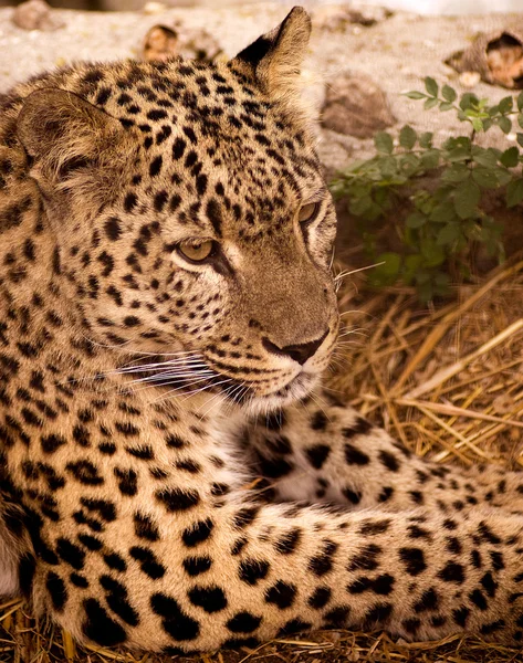 Leopard — Stock Photo, Image