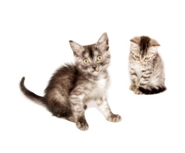 güzel İskoç genç kedi