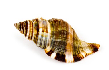 güzel egzotik deniz hayvanı kabuğu