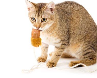 güzel genç kedi