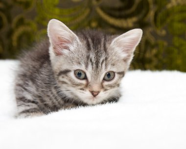 güzel İskoç genç kedi