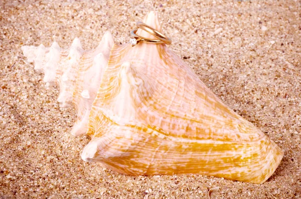 Beautiful exotic shell — Stock Photo, Image